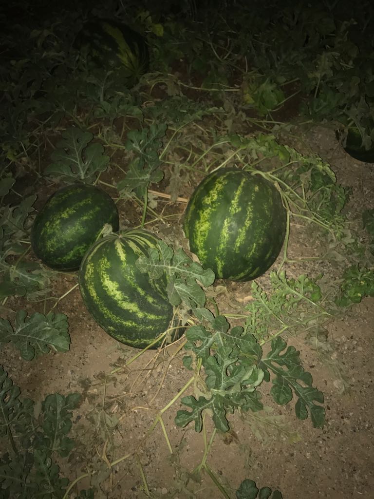 مزرعة تروى بمياه الصرف الصحي ووزارة البلديات ترصدها
