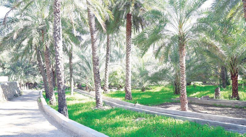 وزارة الزراعة: 250 صنفا من النخيل العماني.. والبصمة الوراثية من أدق طرق توصيف الأصناف
