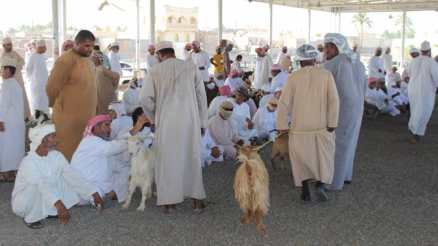 أسعار الأغنام تتراوح بين 80 و 120 ريالا بسوق عبري