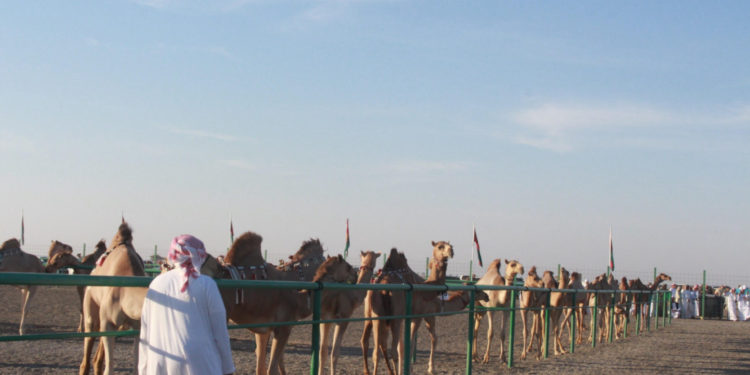 مهرجان مزاينة حمراء الدروع للإبل بعبري يواصل فعالياته