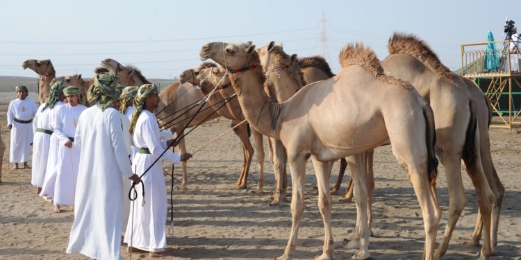 مسابقة المزاينة للهجانة السلطانية بالفليج بولاية بركاء