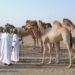 مسابقة المزاينة للهجانة السلطانية بالفليج بولاية بركاء