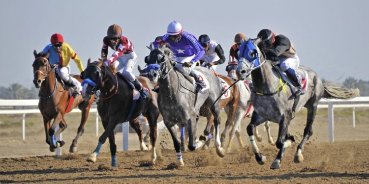 غدًا.. مضمار الرحبة يشهد سباق الخيل الثالث عشر