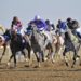 غدًا.. مضمار الرحبة يشهد سباق الخيل الثالث عشر