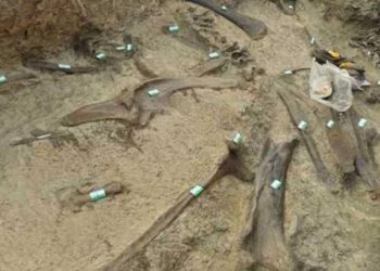 اكتشاف حيوان من زواحف ما قبل التاريخ وسط الصين