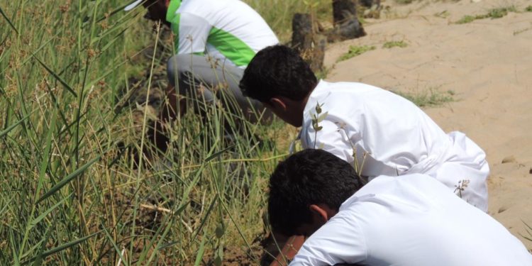 بالصور.. حملة استزراع 1000 شتلة من أشجار القرم في ثلاثة أخوار بولاية مرباط