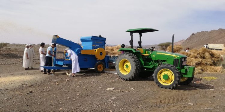 تحقيقًا للأمن الغذائي.. بدء حصاد القمح بوادي بني خالد