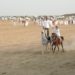 مهرجان الخيل بنيابة سناو