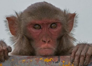 عاصفة أخلاقية بين العلماء.. الصين تستخدم جينا بشريا في القرود
