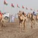 مشاركة أكثر من 900 من النوق في ملتقى الأصايل الرابع للهجن بالمضيبي