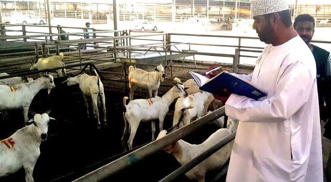 في شمال الباطنة:بلاغ عن إصابات بشرية بحمى القرم النزفية.. والزراعة تنفذ إجراءات وقائية