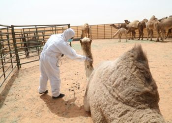 الهجانة السلطانية تنوه بتأجيل موعد إجراء تسجيل النوق وفحصها بيطرياً