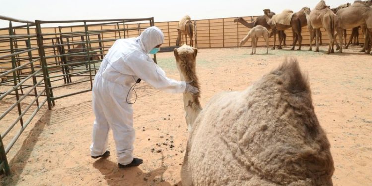 الهجانة السلطانية تنوه بتأجيل موعد إجراء تسجيل النوق وفحصها بيطرياً