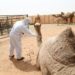 الهجانة السلطانية تنوه بتأجيل موعد إجراء تسجيل النوق وفحصها بيطرياً