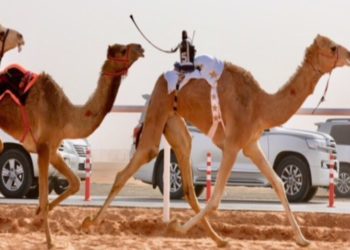 تنويه لملاك الهجن