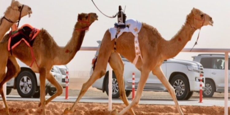تنويه لملاك الهجن