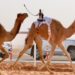 تنويه لملاك الهجن