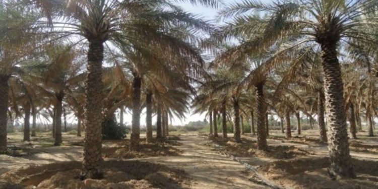 دور البنوك الوراثية النباتية في التنويع الزراعي