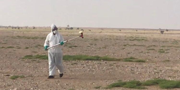 بعد عمليات المسح والاستكشاف.. مكافحة الجراد الصحراوي في ولاية هيماء