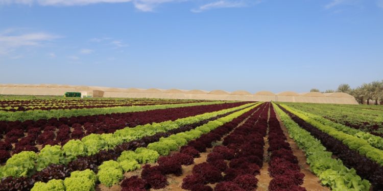 غدا..”الزراعة” تعقد اجتماعا لمناقشة تحديات القطاع الزراعي