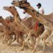 الخميس المقبل.. عبري على موعد مع سباق الهجن الثالث