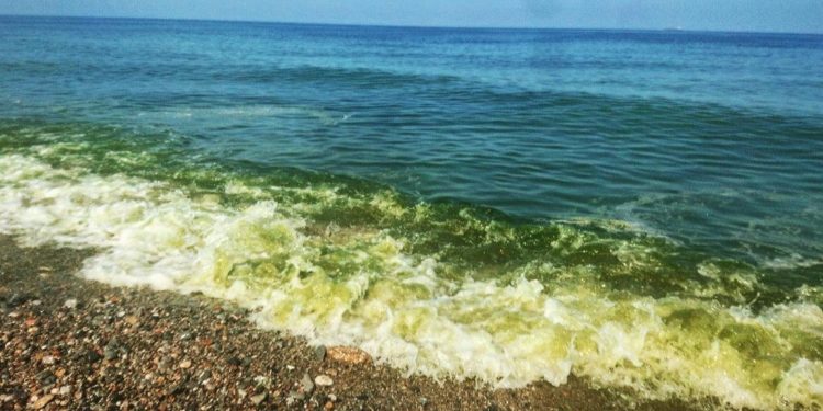 تصبغ مياه البحر باللون الأخضر.. والزراعة توضح