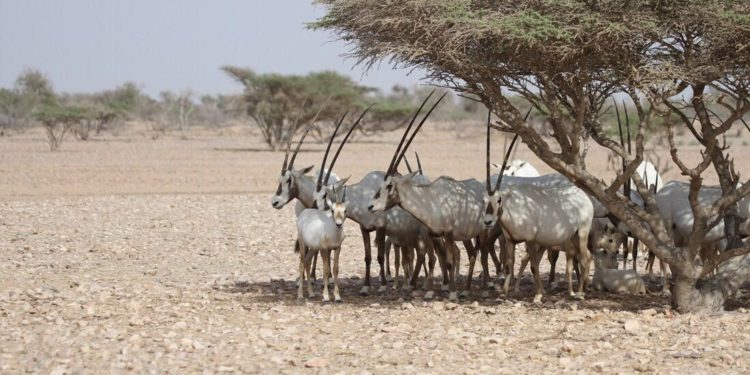 تعرف على طريقة  تقديم طلب تصاريح زيارة المحميات الطبيعية