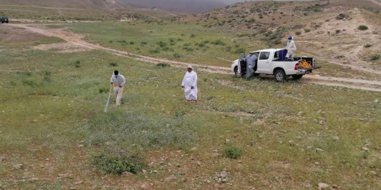 مكافحة حوريات الجراد الصحراوي في صلالة