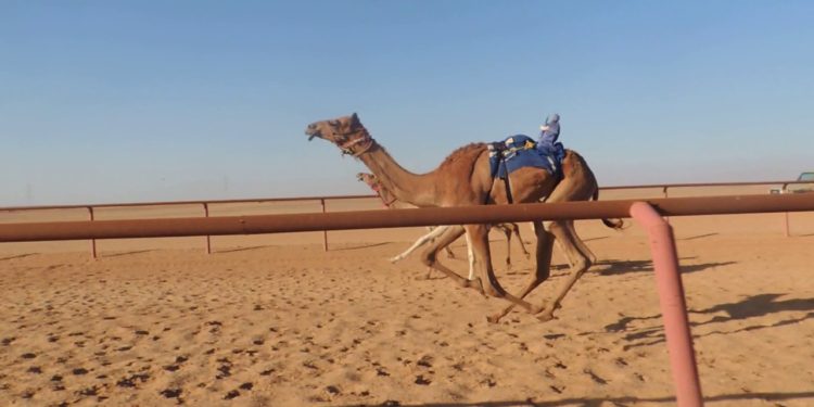 فتح ميادين الهجن بغرض التفحيم فقط.. والاتحاد ينوه
