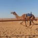 فتح ميادين الهجن بغرض التفحيم فقط.. والاتحاد ينوه