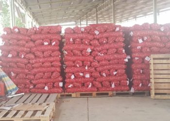 توفير أكثر من 2000 طن من البصل.. ودفعة في الطريق