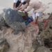 إنقاذ سلحفاة في رأس الجنز