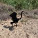 العثور على طائر البلشون الرمادي في عبري