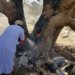 رئيس هيئة البيئة: حرق الأشجار البرية يعد انتهاكاً للحياة الفطرية ويجب اتخاذ تدابير وقائية وتشريعية لهذه التجاوزات