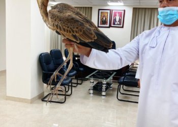 مواطن يعثر على طائر البلشون المهاجر