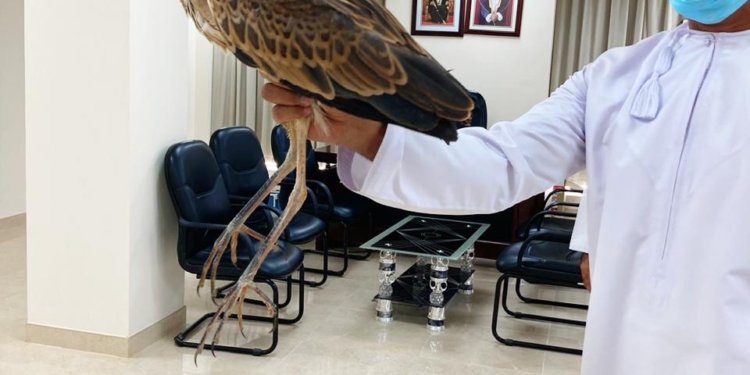 مواطن يعثر على طائر البلشون المهاجر