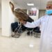مواطن يعثر على طائر البلشون المهاجر