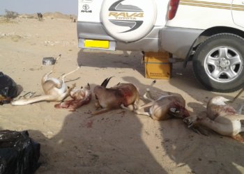 غرامة 1000 ريال ومصادرة المركبة.. إدانة متهمين بجناية قتل غزلان