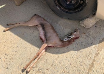 ضبط مواطنيين قاموا بصيد غزال عربي