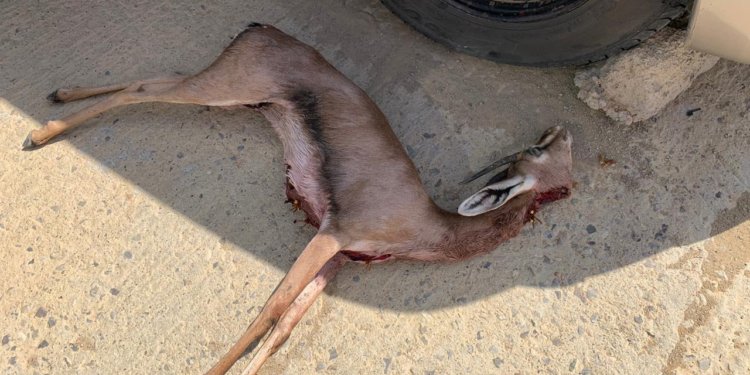 ضبط مواطنيين قاموا بصيد غزال عربي
