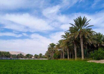 قريتي سالمه