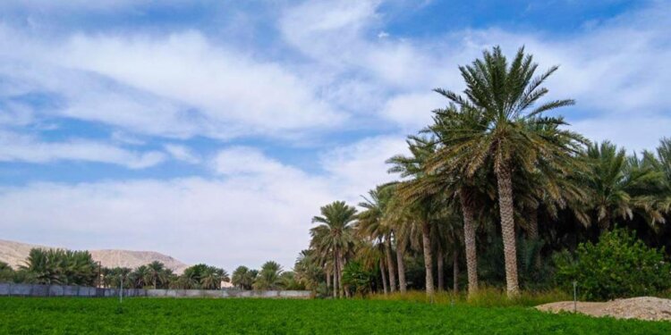 قريتي سالمه