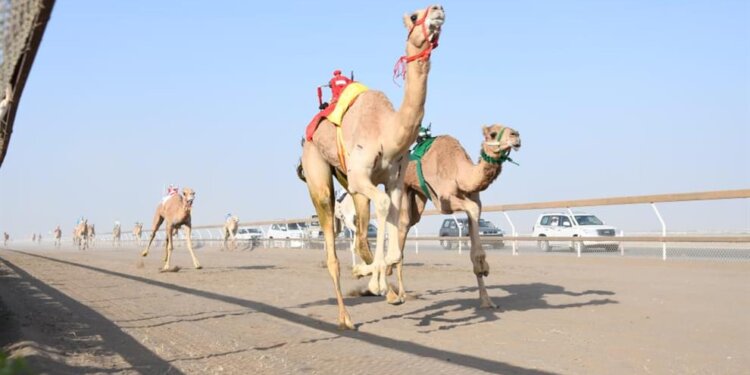 تواصل أشواط السباق التأهيلي لمنافسات كأس جلالة السلطان لسباقات الهجن