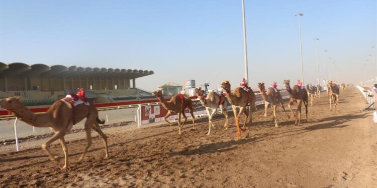 أكثر من 1700 ناقة مشاركة في مهرجان البشائر السنوي للهجن