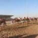 أكثر من 1700 ناقة مشاركة في مهرجان البشائر السنوي للهجن