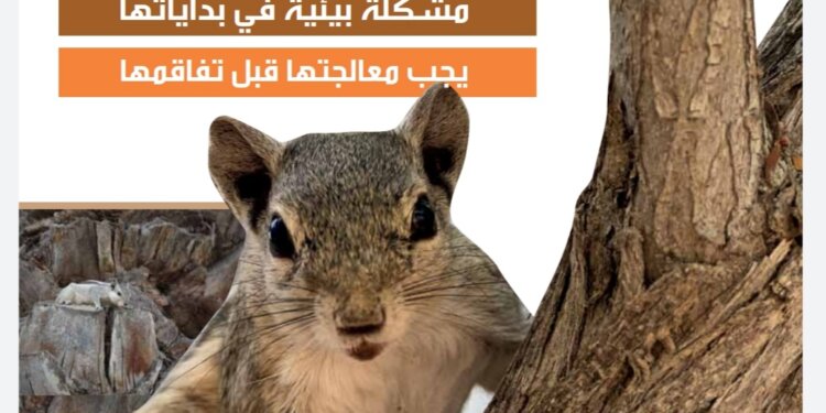  كونها مشكلة بيئية في بداياتها ويجب معالجتها قبل تفاقمها .. نشرة الوشق في عددها الجديد تسلط الضوء على سناجب النخيل