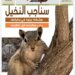  كونها مشكلة بيئية في بداياتها ويجب معالجتها قبل تفاقمها .. نشرة الوشق في عددها الجديد تسلط الضوء على سناجب النخيل