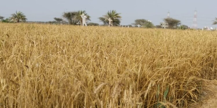 مزارع عماني ينجح في زراعة السمسم العماني بكمية تجارية