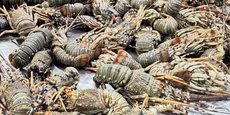 ضبط ومصادرة 200 كيلوجرام من صغار الشارخة