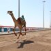 19 من مارس الجاري.. هجن البشائر تُشارك في قطر